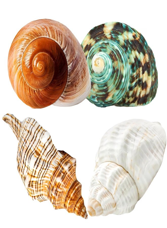 Wanwanzi 4PCS Large Hermit Crab Shells | Natural Sea Conch 2.4" - 3.5", Opening 1" - 1.5" | Large Sea Shell丨Turbo Seashells for Hermit Crab Supplies and Beach Decoration - Image 1